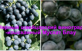 Виноград Мускат блау (Muscat Bleu): что нужно знать о нем, описание сорта, отзывы