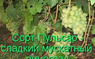 Виноград Пульсар: что нужно знать о нем, описание сорта, отзывы