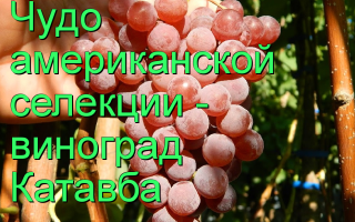 Виноград Катавба (Catawba Grape): что нужно знать о нем, описание сорта, отзывы