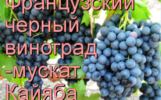 Виноград гурзуфский розовый: описание сорта с фото, отзывы, посадка и уход