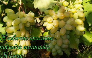 Сорт виноград Тимур: что нужно знать о нем, описание сорта, отзывы