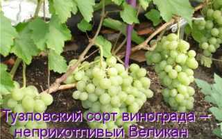 Виноград Тузловский великан: что нужно знать о нем, описание сорта, отзывы